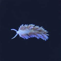 Bergia Nudibranch (Aeolidiella stephanieae)