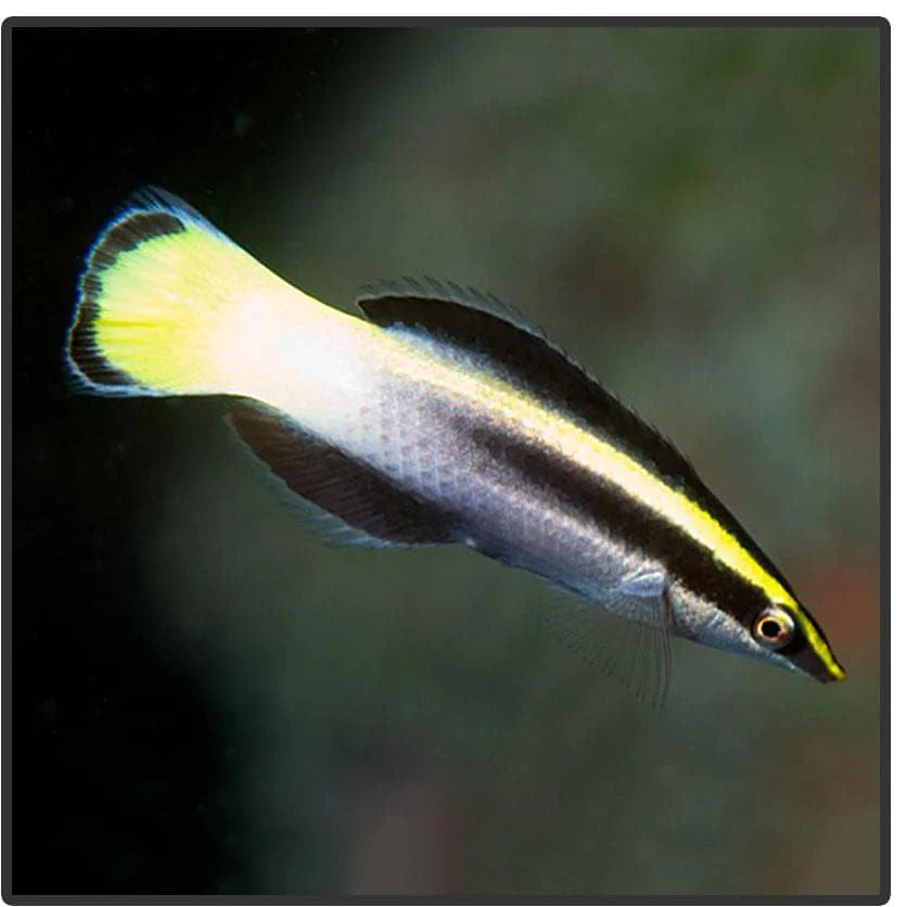 Bicolor Cleaner Wrasse (Labroides bicolor)