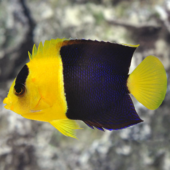 Angel Bicolor (Centropyge bicolor)