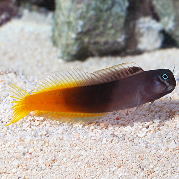 Bicolor Blenny (Ecsenius bicolor)