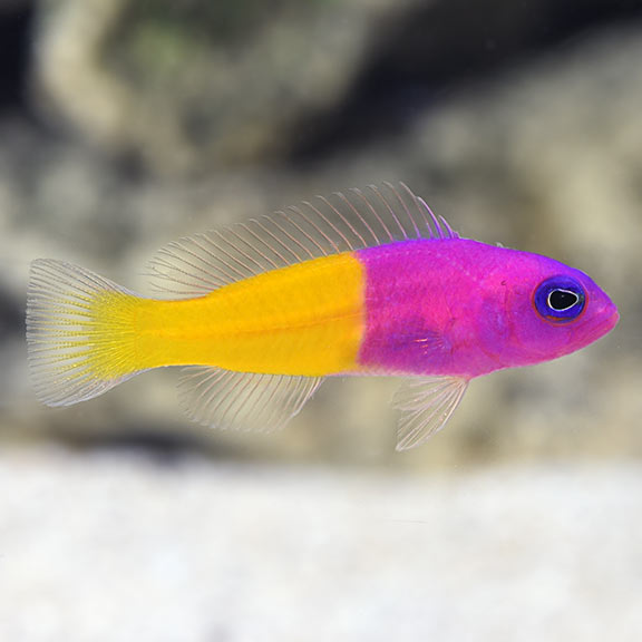 Bicolor Dottyback (Pictichromis paccagnellae)