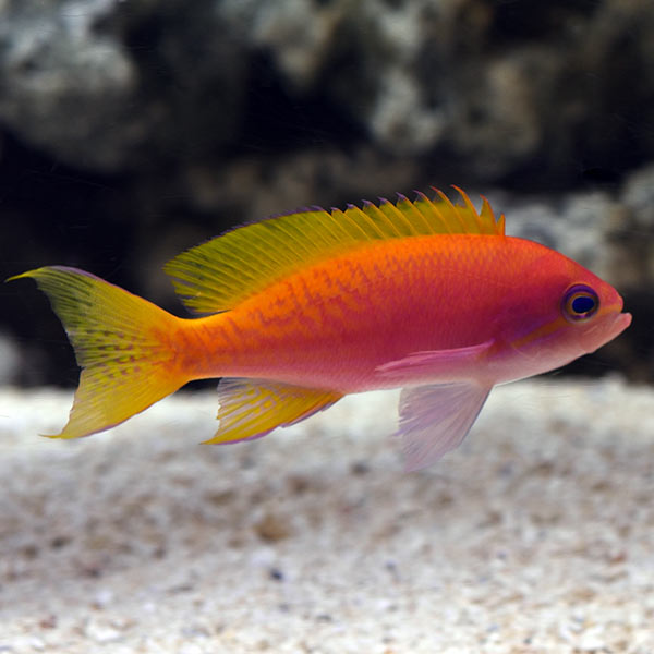 Bimaculatus Anthia Female (Pseudanthias bimaculatus)