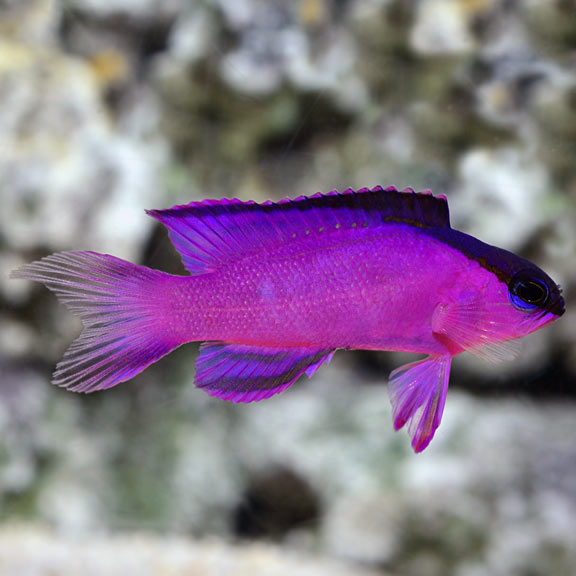 Black Cap Basslet (Gramma melacara)