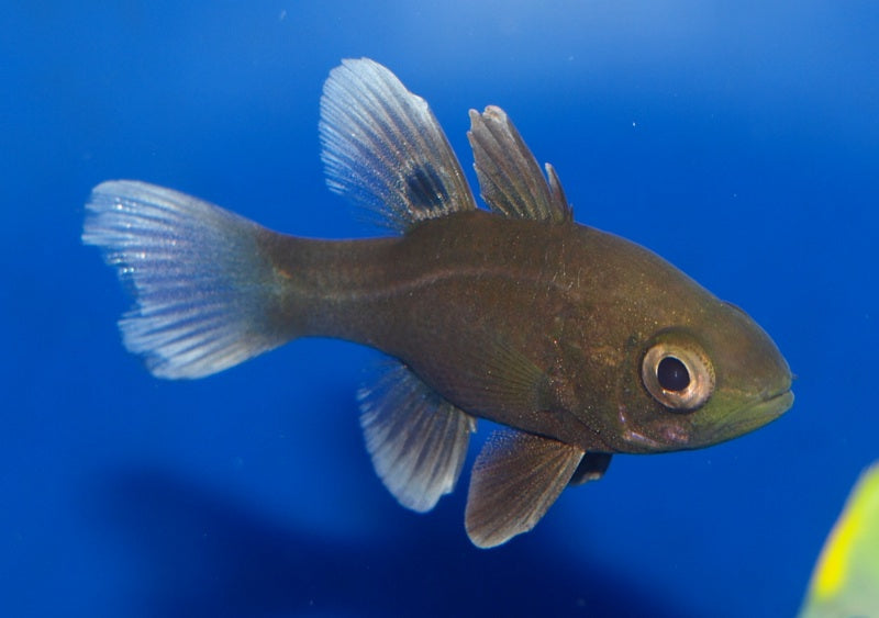 Black Cardinalfish (Apogonichthyoides melas)