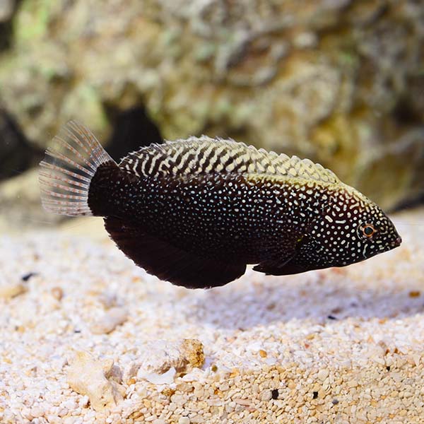 Black Leopard Wrasse (Macropharyngodon negrosensis)