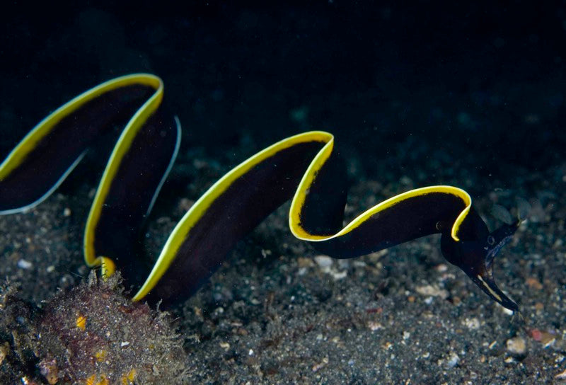 Black Ribbon Eel (Rhinomuraena quaesita)