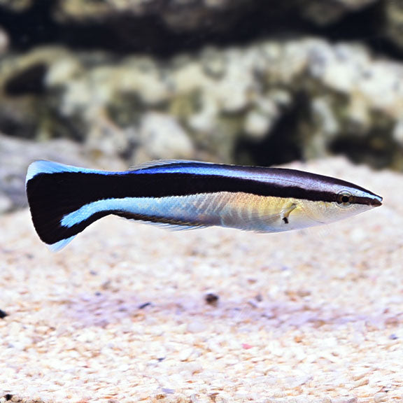 Bluestreak Cleaner Wrasse (Labroides dimidiatus)