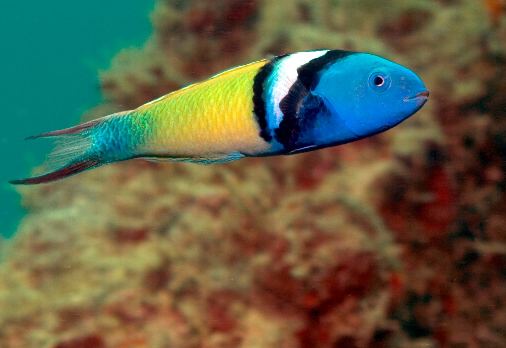 Bluehead Wrasse (Thalassoma bifasciatum)