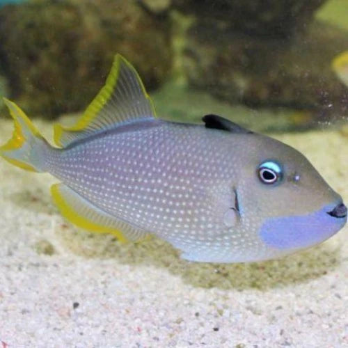 Blue Jaw Trigger Male (Xanthichthys auromarginatus)