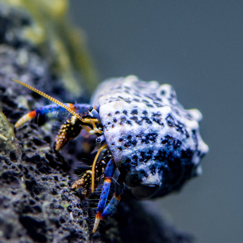 Blue Leg Hermit Crab (Clibanarius tricolor)