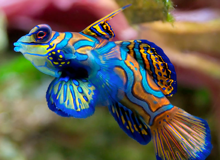 Blue/Green Mandarin Dragonet (Synchiropus splendidus)