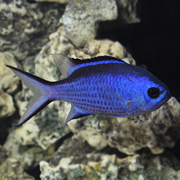Blue Reef Chromis (Chromis cyaneus)