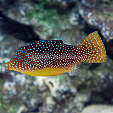 Blue Spot Pufferfish (Canthigaster solandri)