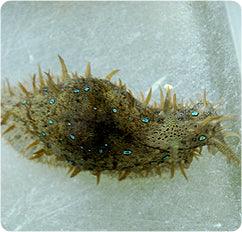 Blue Spot Sea Hare (Bursatella leachii)