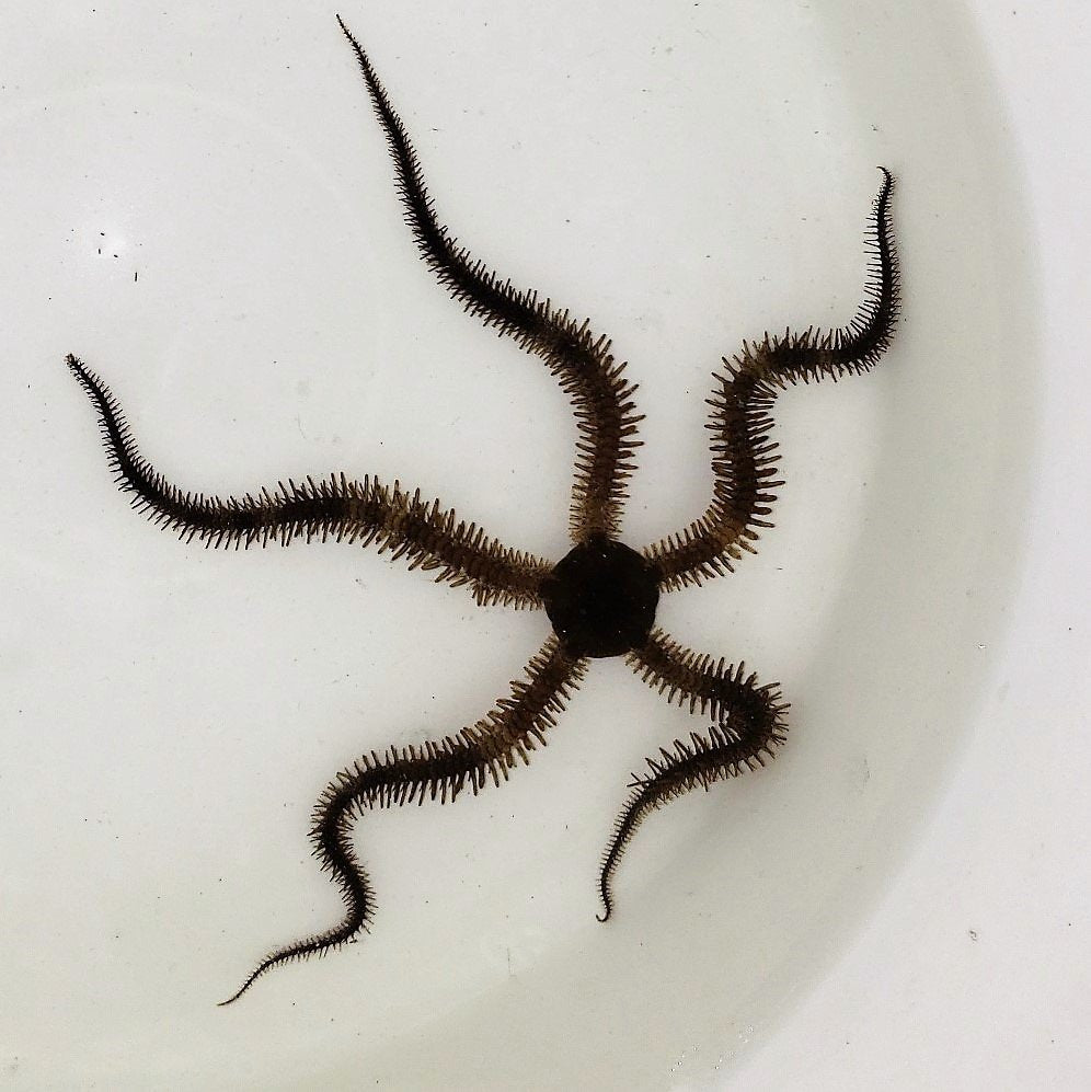 Brittle Starfish (Ophiocoma sp.)
