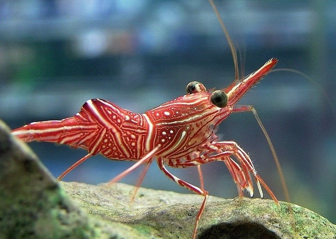 Camel Shrimp (Rhynchocinetes durbanensis)