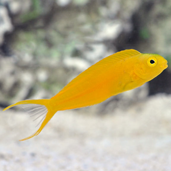 Canary Blenny (Meiacanthus oualanensis)