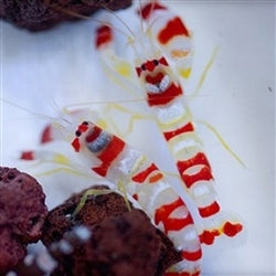 Candy Cane Pistol Shrimp (Alpheus randalli)