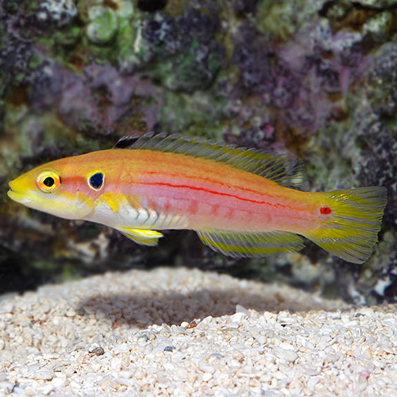 Two Spot Candy Hogfish (Bodianus bimaculatus)