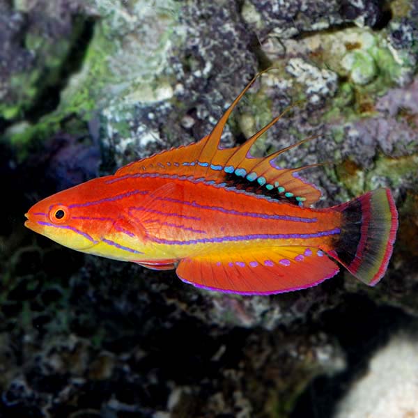 Carpenter's Flasher Wrasse (Paracheilinus carpenteri)