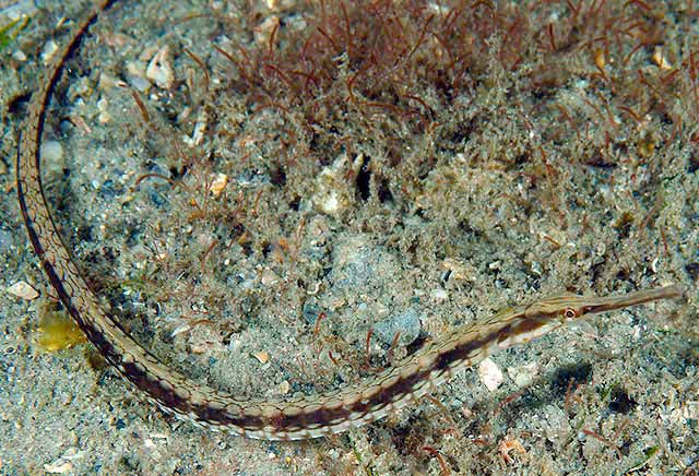 Gulf Pipefish (Syngnathus scovelli)