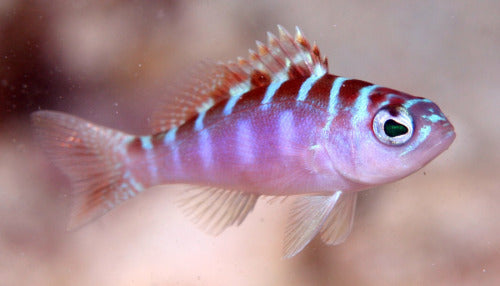 Chalk Basslet (Serranus tortugarum)