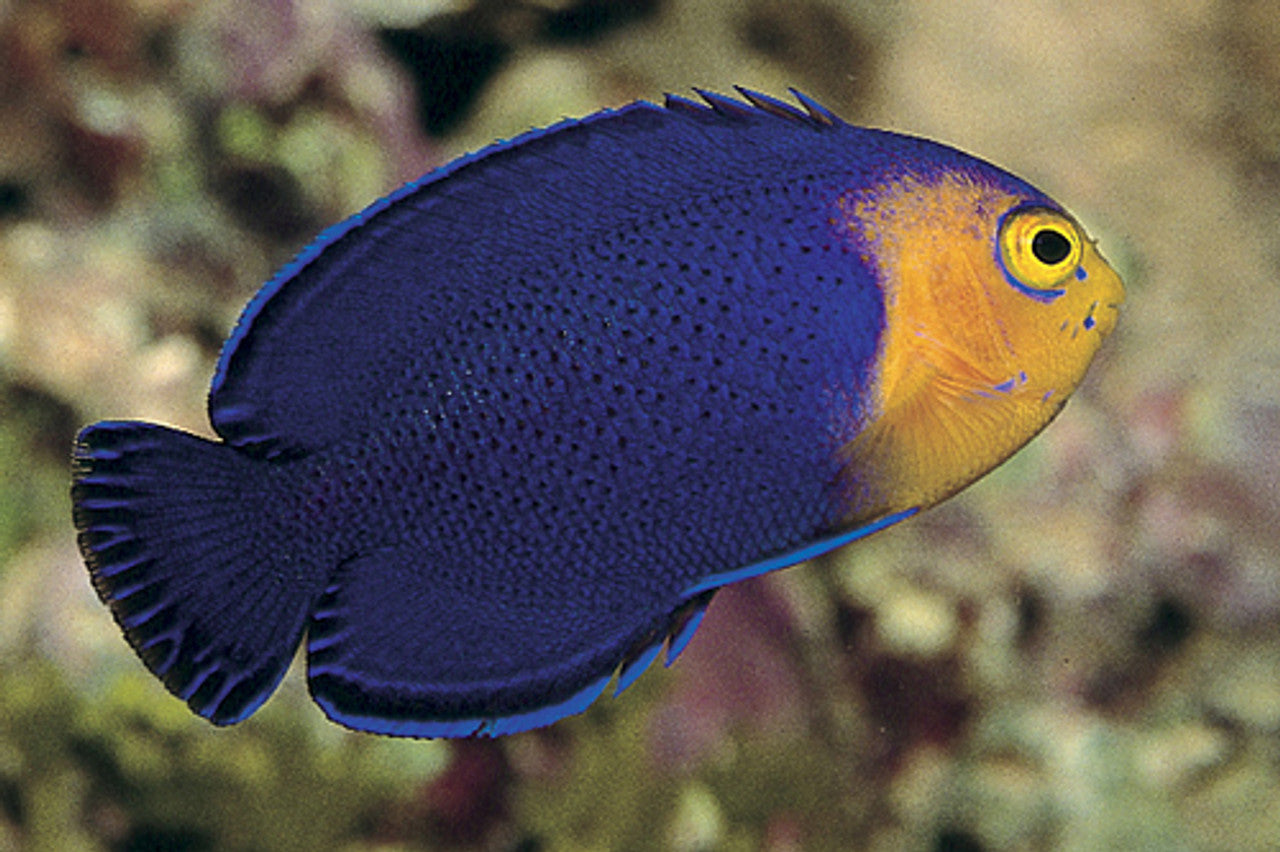 Cherub Pygmy Angel (Centropyge argi)