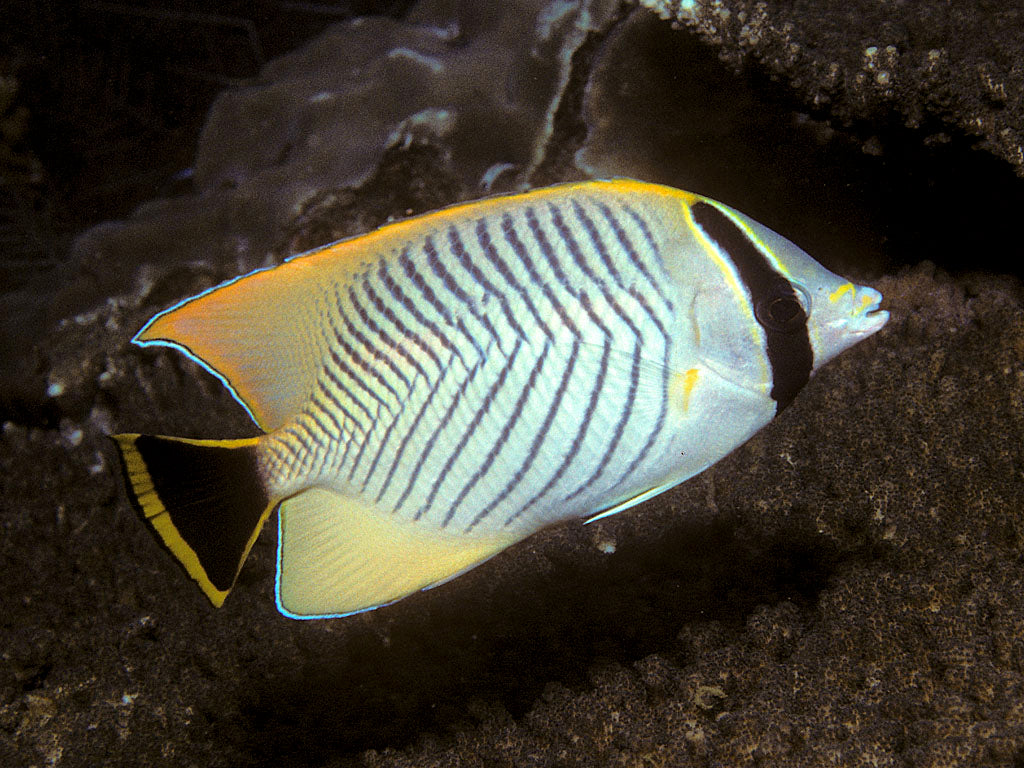 Chevron Butterfly (Chaetodon trifascialis)