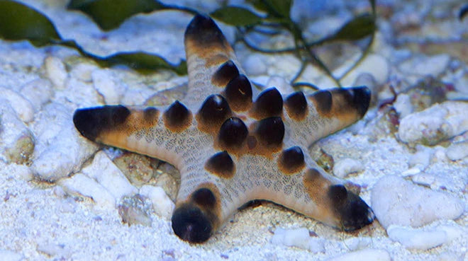 Chocolate Chip Starfish (Protoreaster nodosus)
