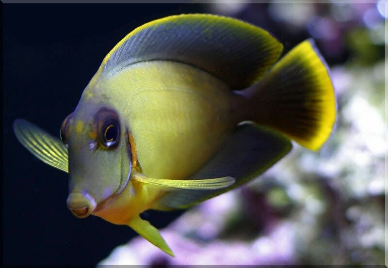 Chocolate Tang (Acanthurus pyroferus)