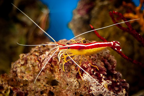 Cleaner Shrimp (Lysmata amboinensis)