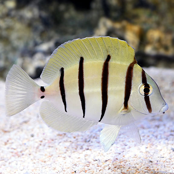 Convict Tang (Acanthurus triostegus)