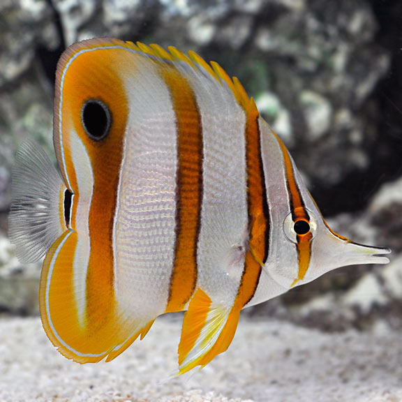 Copperband Butterfly (Chelmon rostratus)