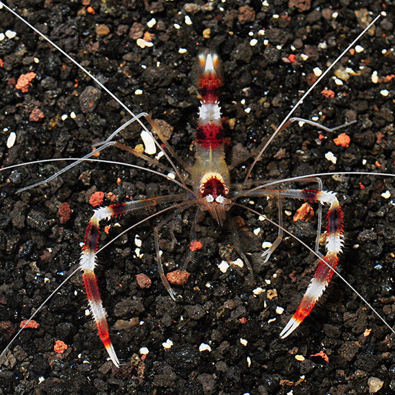 Coral Banded Shrimp (Stenopus hispidus)