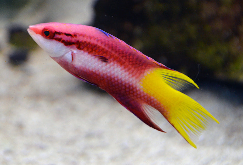 Cuban Hogfish (Bodianus pulchellus)