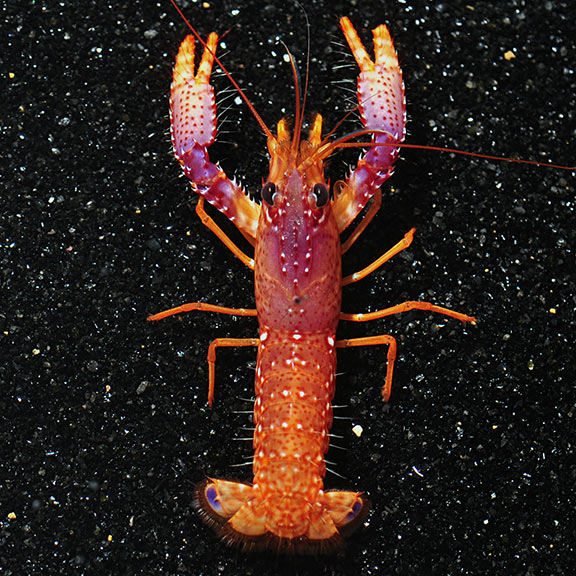 Daum's Reef Lobster (Enoplometopus daumi)