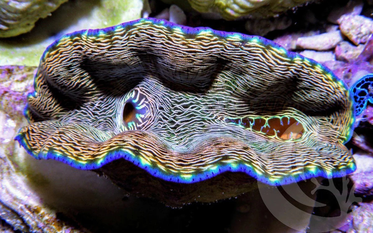 Derasa Clam Striped Blue Rim (Tridacna derasa)