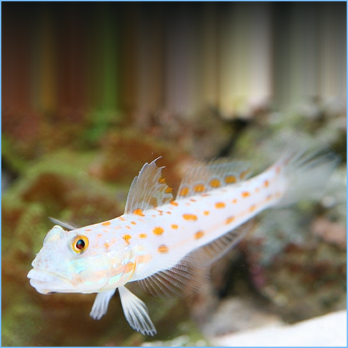 Diamond Goby (Valenciennea puellaris)