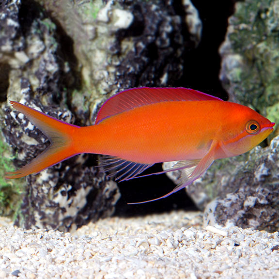 Dispar Anthia (Pseudanthias dispar)