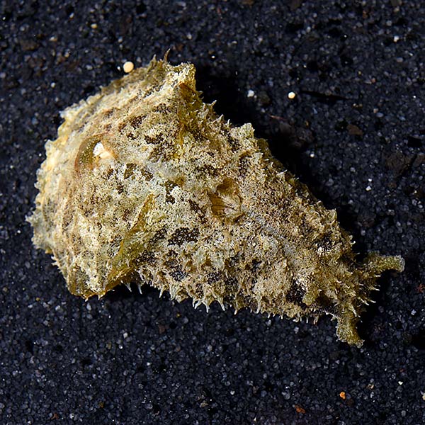 Dolabella Sea Hare (Dolabella auricularia)