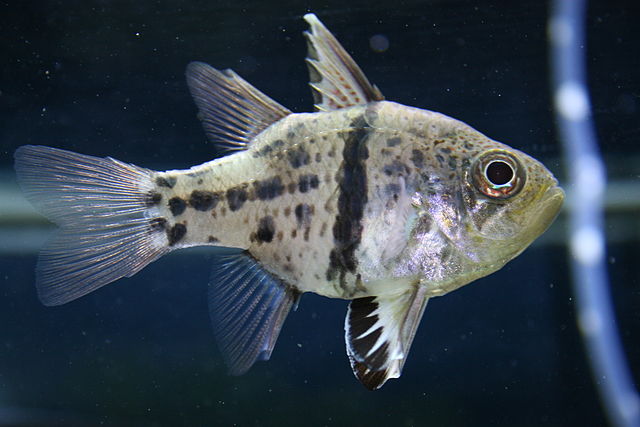 Dot Dash Cardinal (Sphaeramia orbicularis)