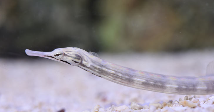 Dragonface Pipefish (Corythoichthys sp.)