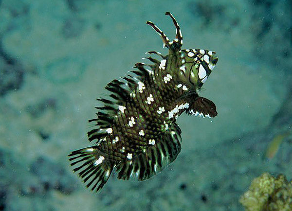 Dragon Wrasse (Novaculichthys taeniourus)