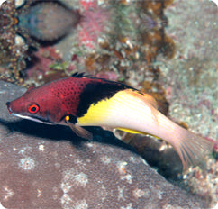 Eclipse Hogfish (Bodianus mesothorax)
