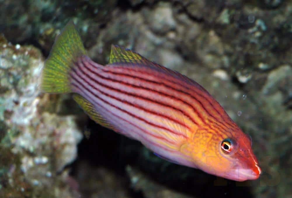 Eight Line Wrasse (Pseudocheilinus octotaenia)