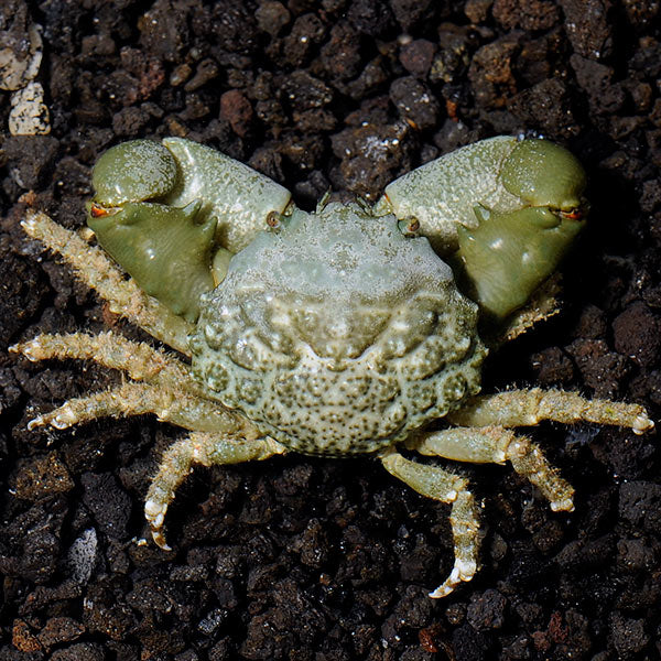 Emerald Crab (Mithraculus sculptus)