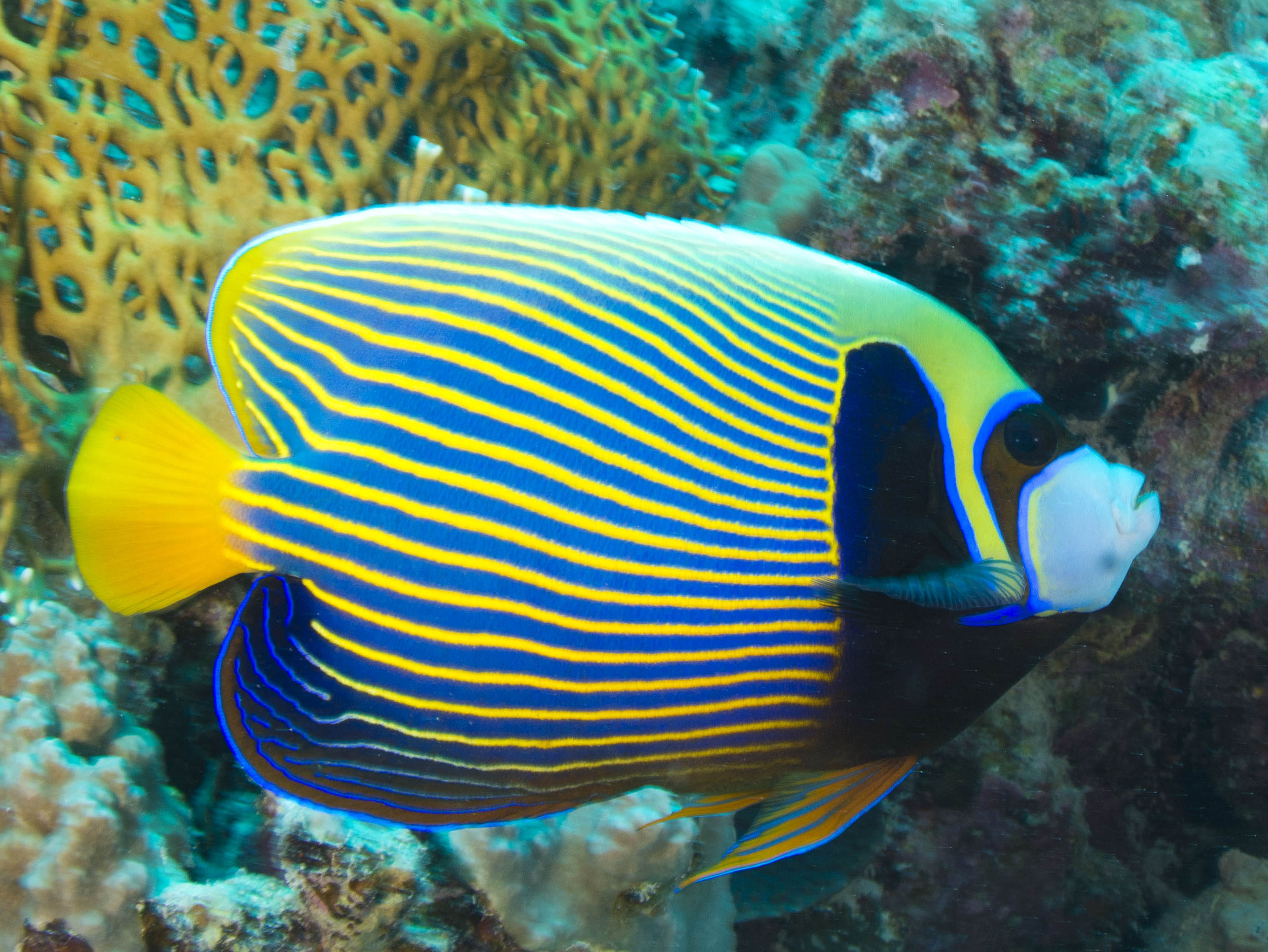 Imperator/Emperor Angel Adult (Pomacanthus imperator)