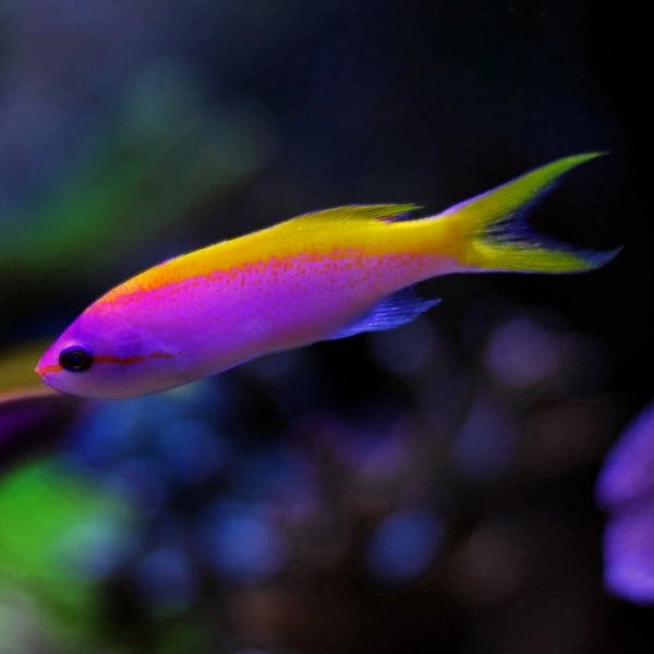 Evansi Anthia Male (Pseudanthias evansi)