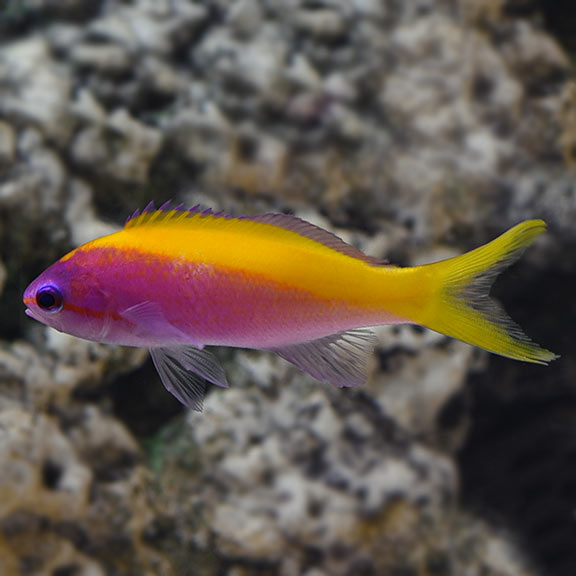 Evansi Anthia Female (Pseudanthias evansi)