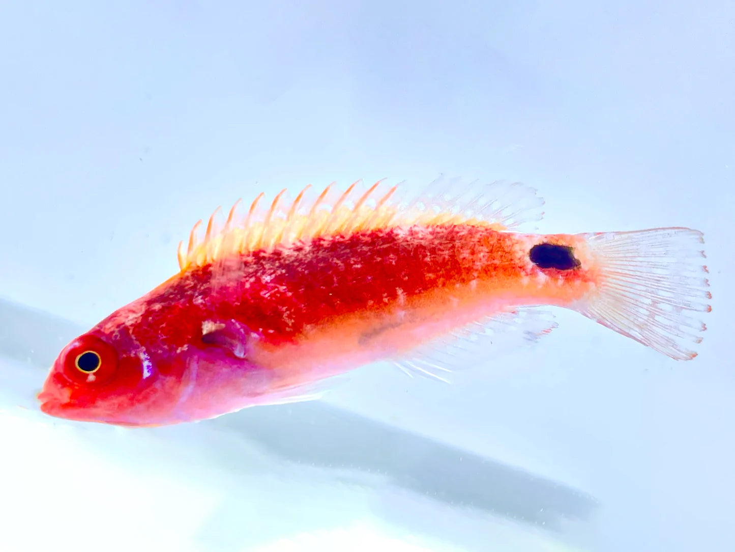Exquisite Fairy Wrasse Female (Cirrhilabrus exquisitus)